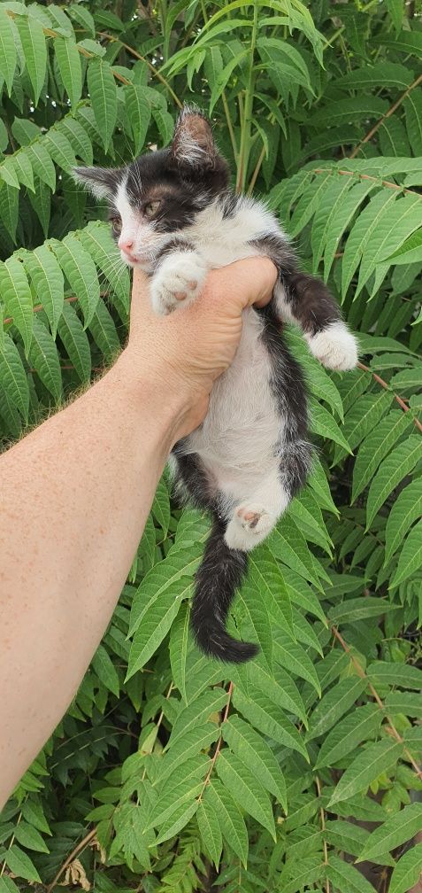 Котята в добрые руки!