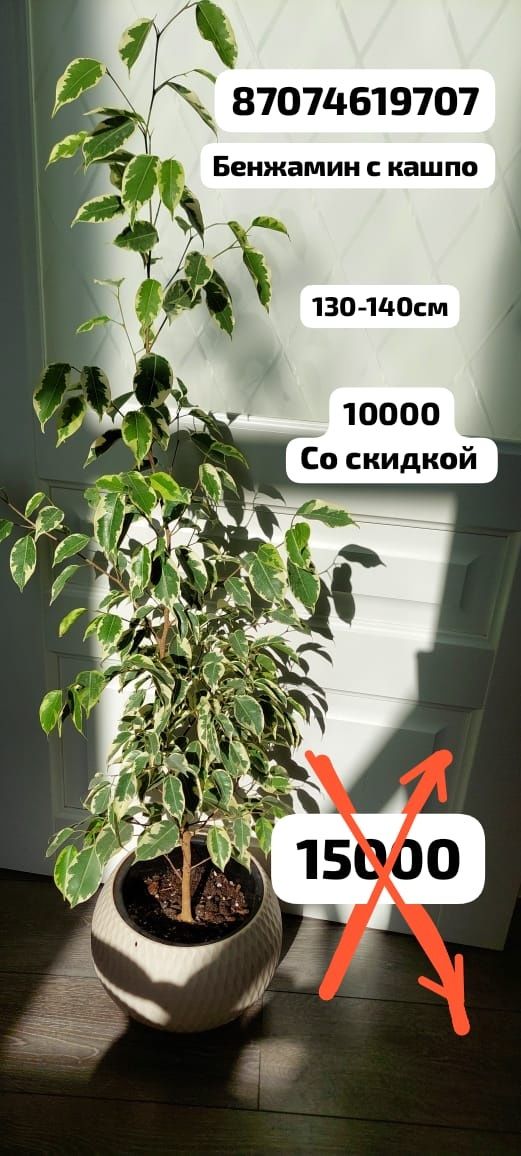 Комнатные цветы. Растения