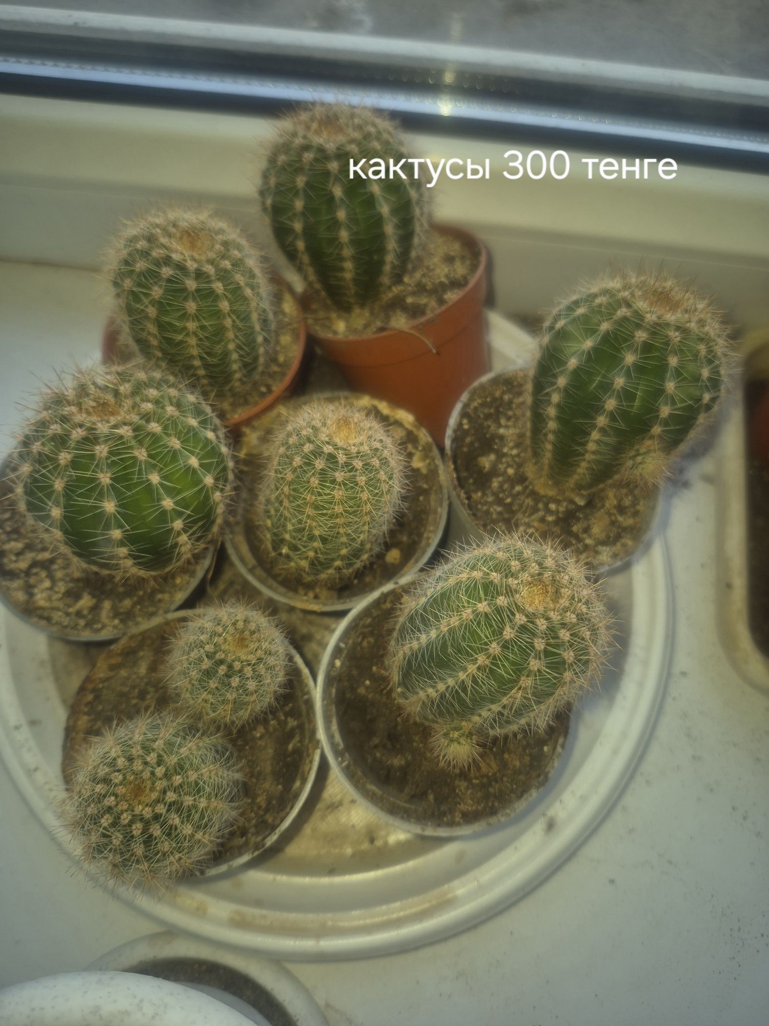 Комнатные растения