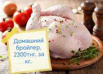 Бройлер домашний