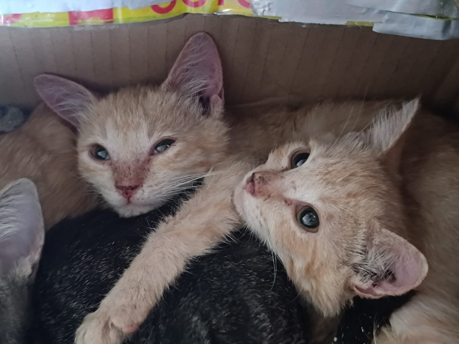 Раздаю котят в добрые руки