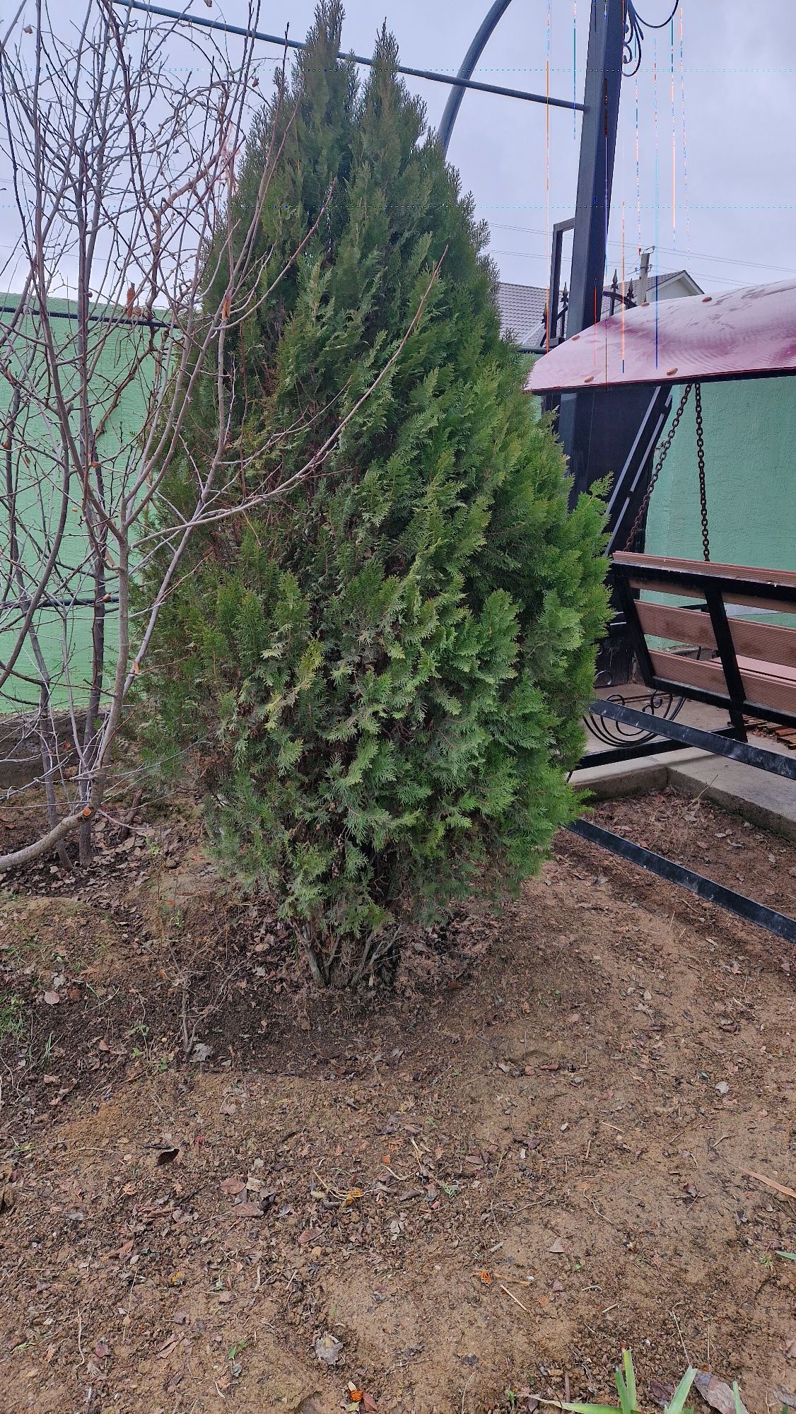 Ёлька шырша сатлады үлкен 2 штук бар алам деген адамға қазып алып берм