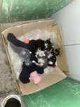 Хорошие руки котята