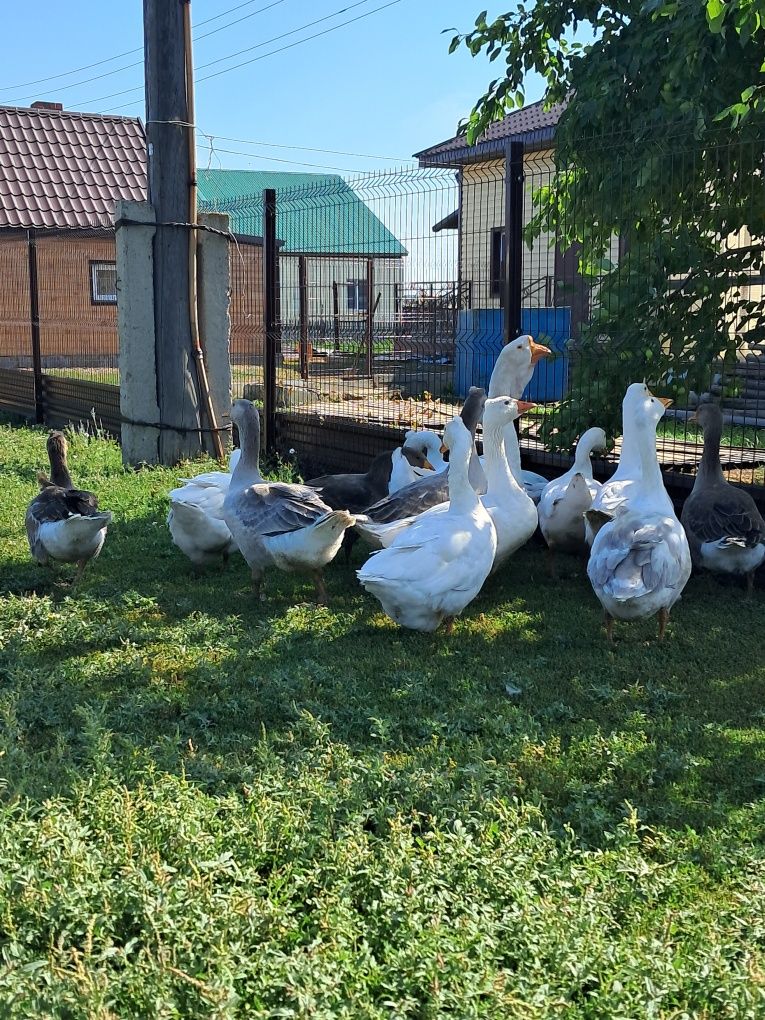 Продам домашних гусей