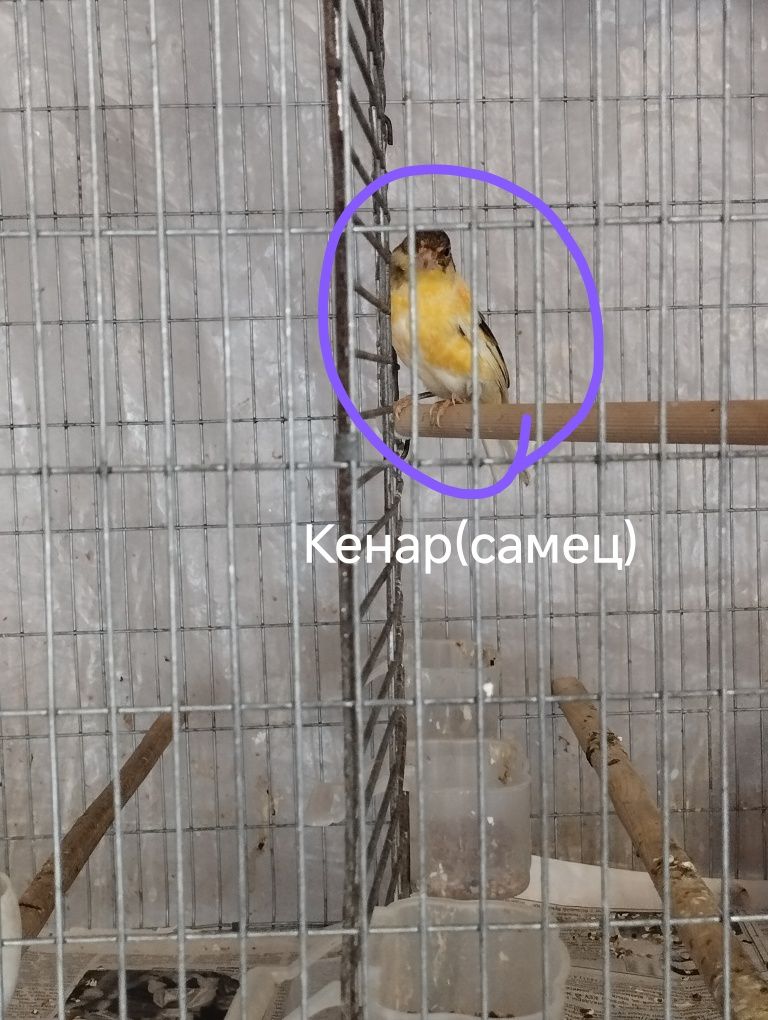 Певчие канарейки