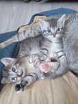 Отдам котят в хорошие руки