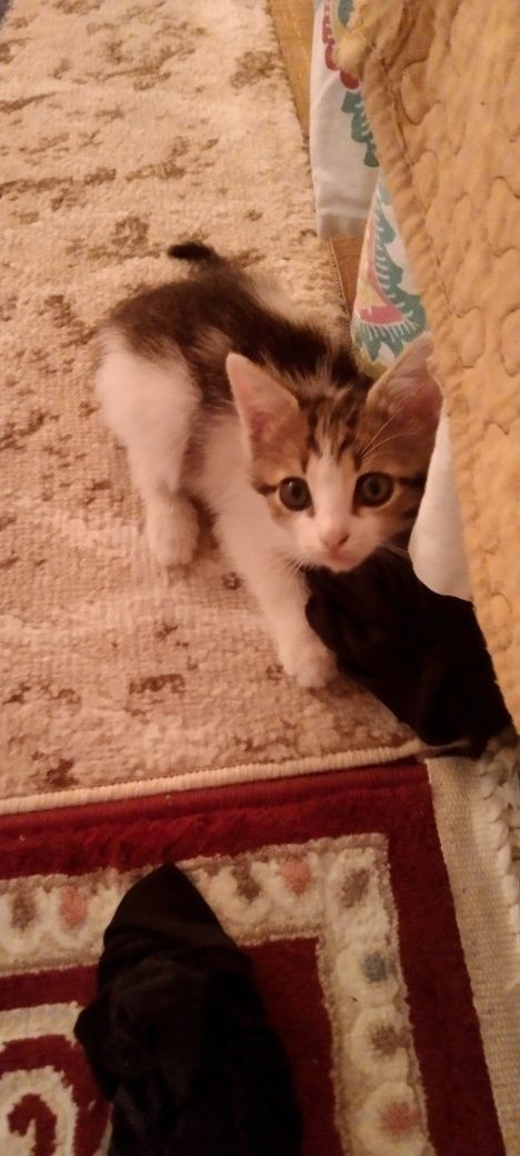 Отдам котенка девочку в добрые руки
