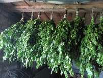 Продам веники(березовые) для бани.