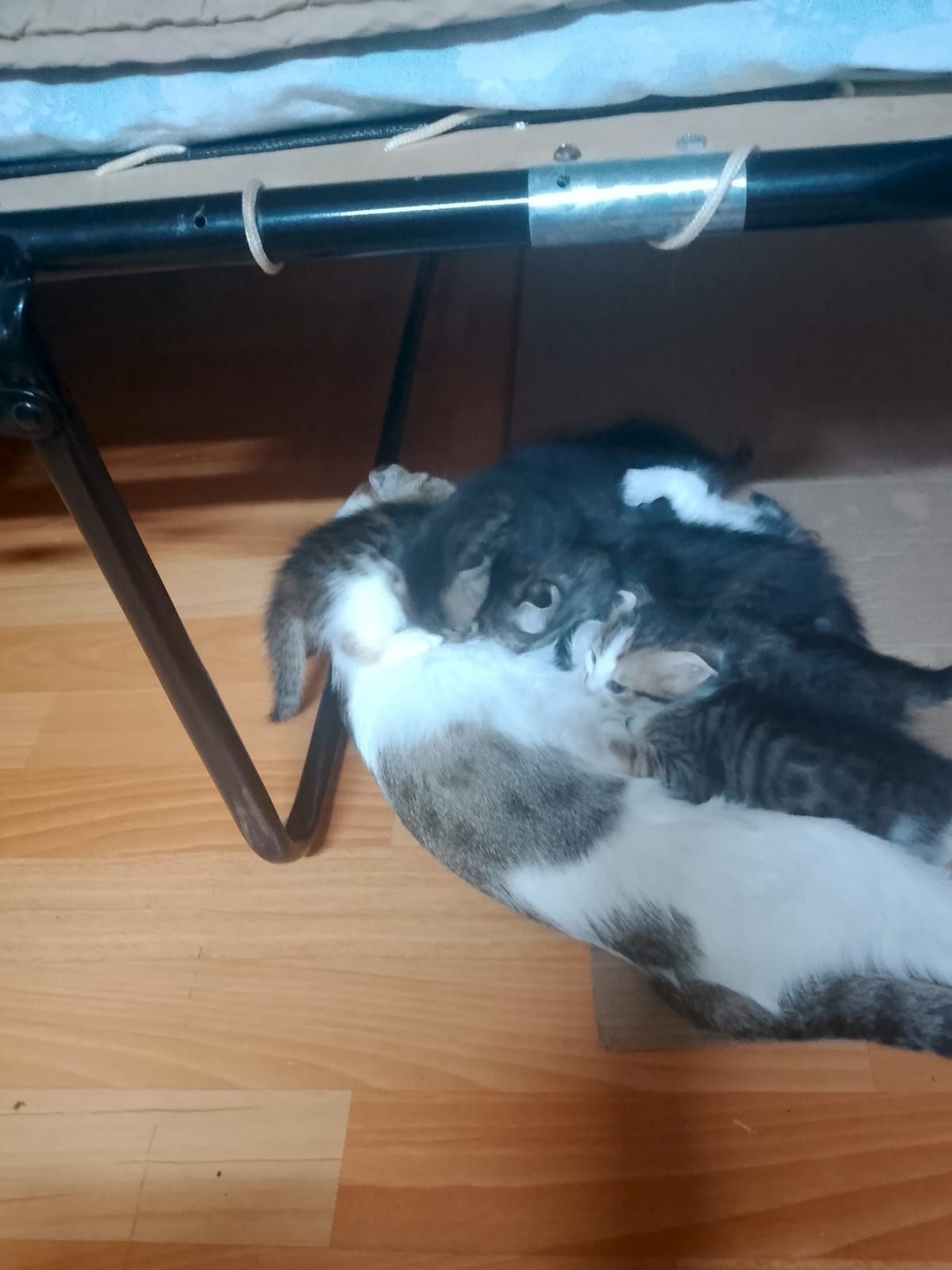 Отдам котят в добрые руки