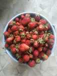 Продам клубнику 5 л- 4500 тг