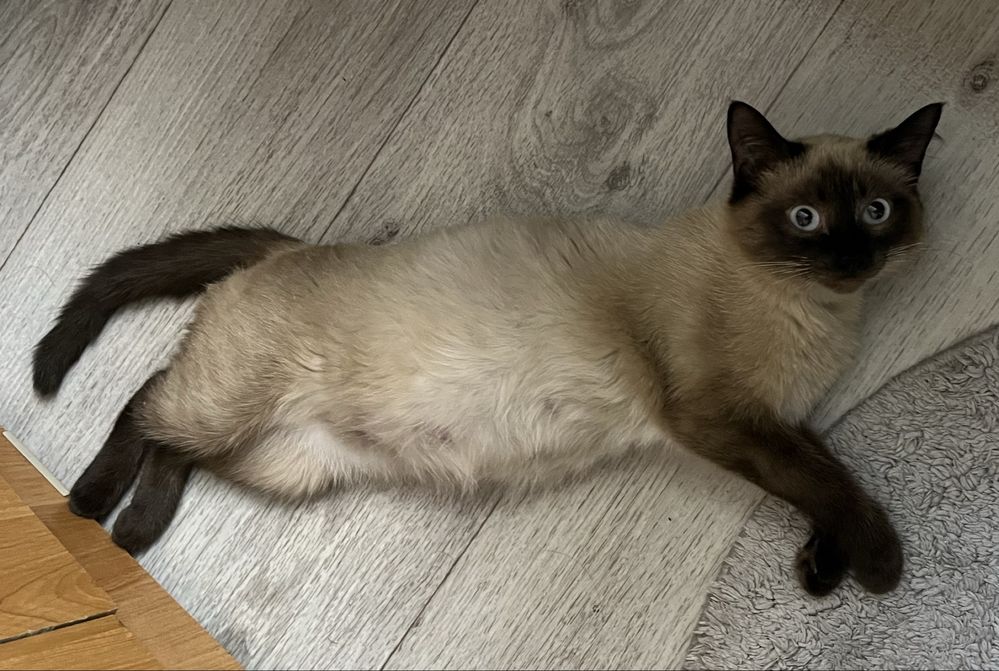 Отдам кошку в добрые руки