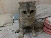 шотландская кошка