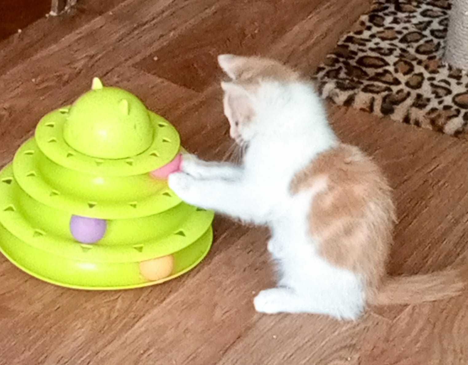 Отдам котят в добрые руки