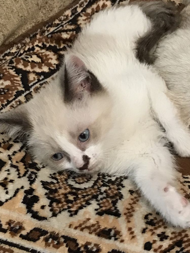 Сиамские котята красавицы