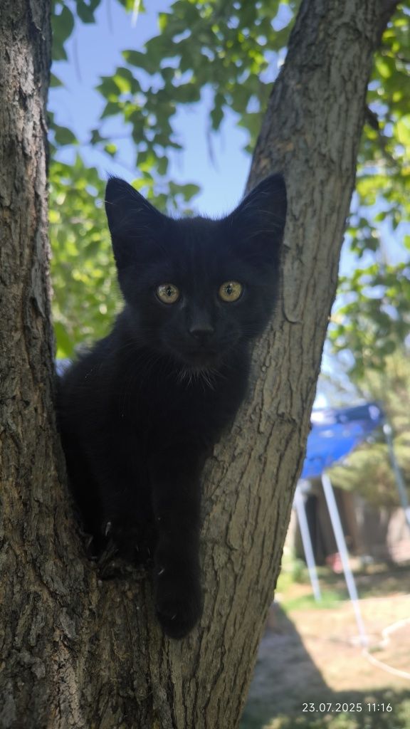 Котёнок умный, ласковый