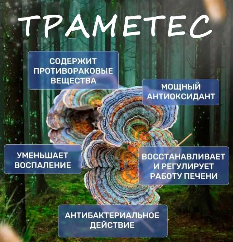 Траметес, трутовик разноцветный
