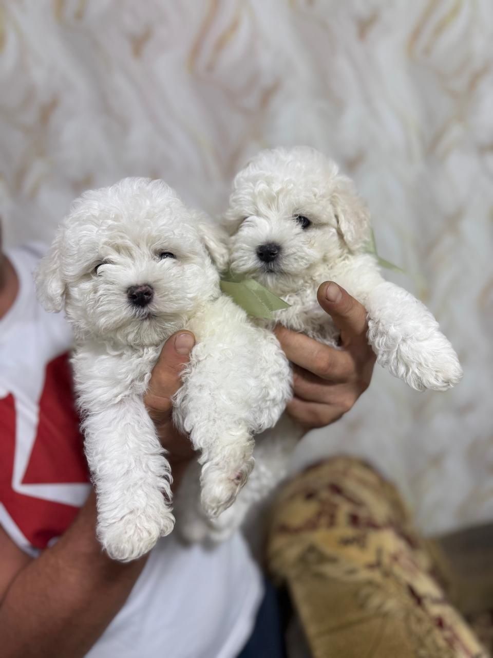 Продам мальтипу  два кобеля
