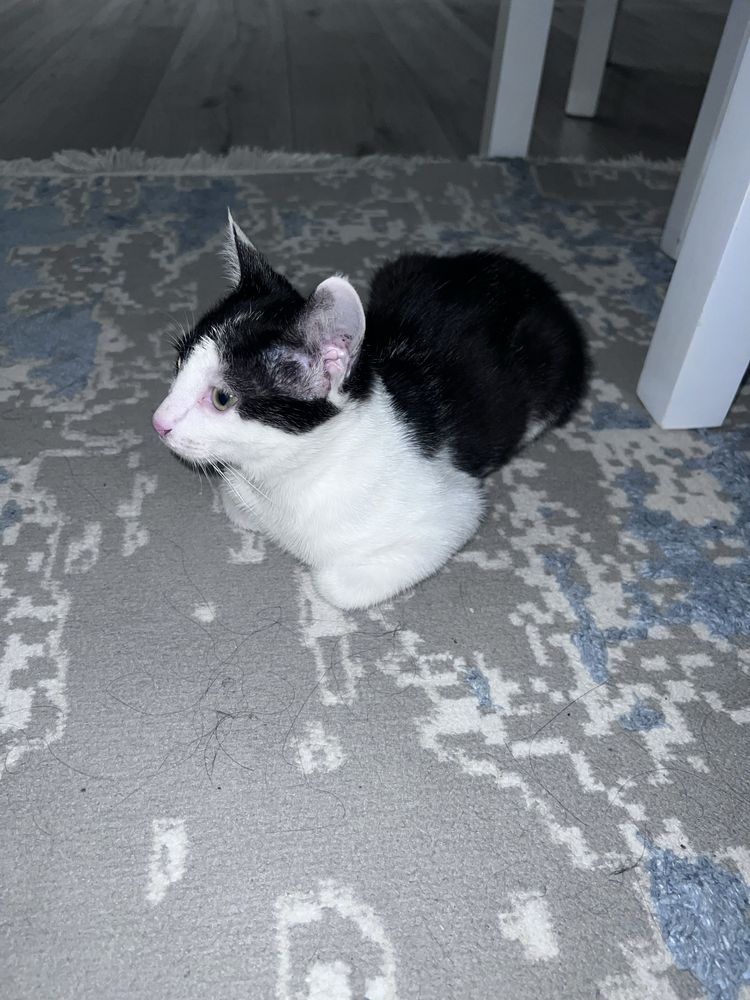 кот 4 месяца ищет хозяина