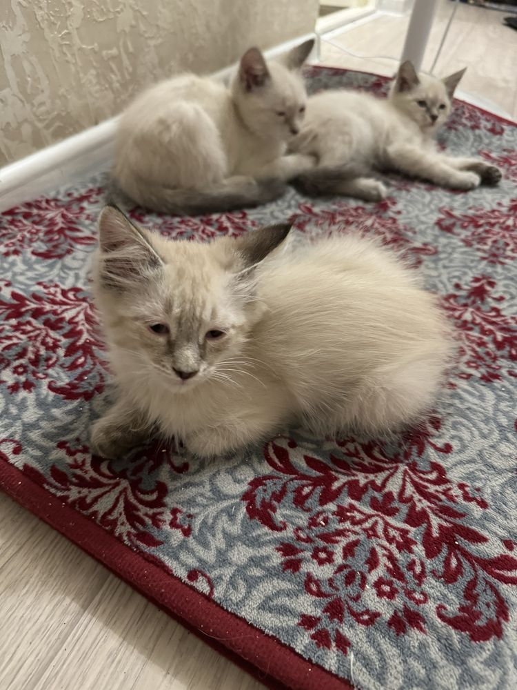 Отдам котят в добрые руки