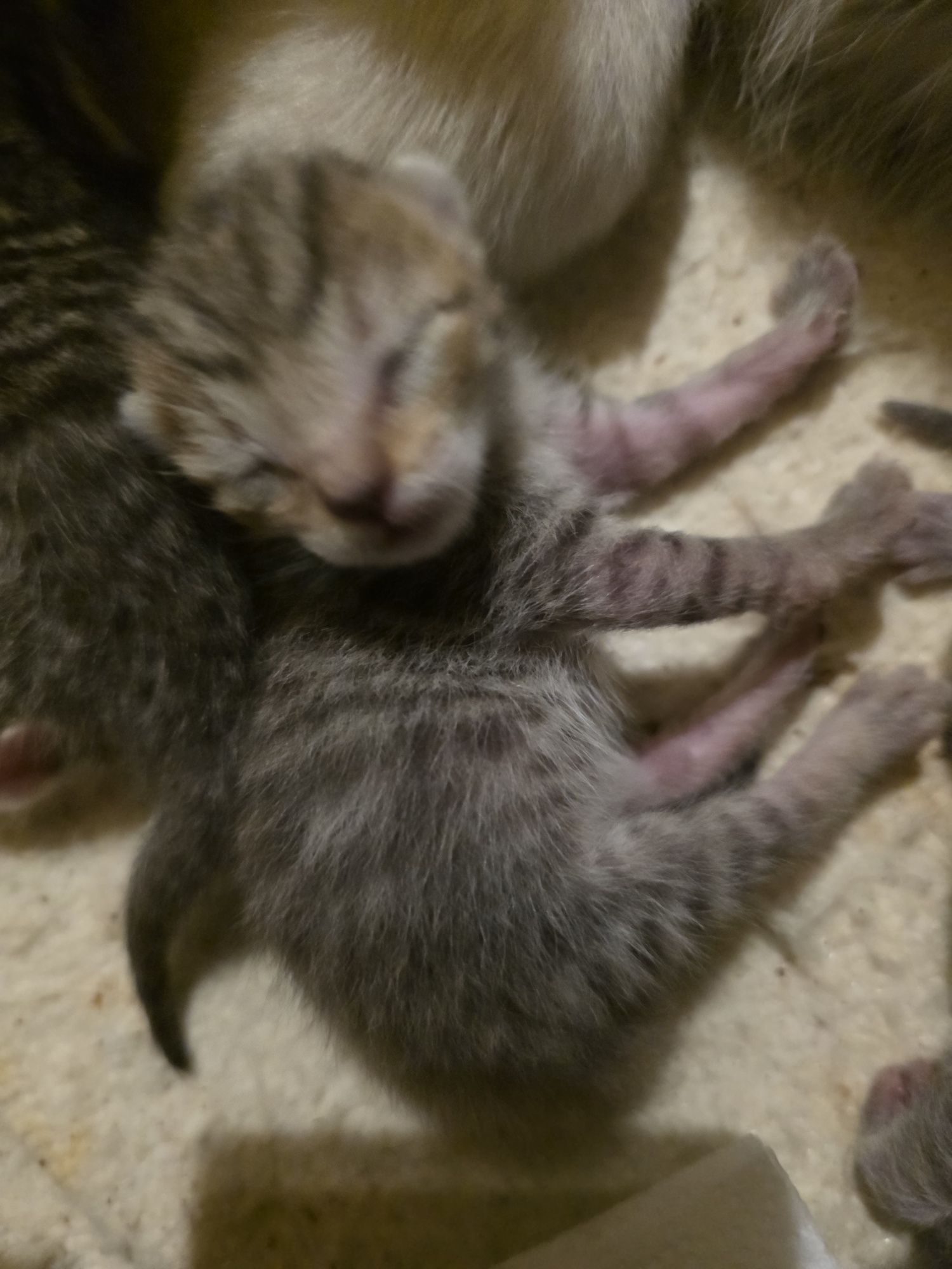 Отдам котят в добрые руки