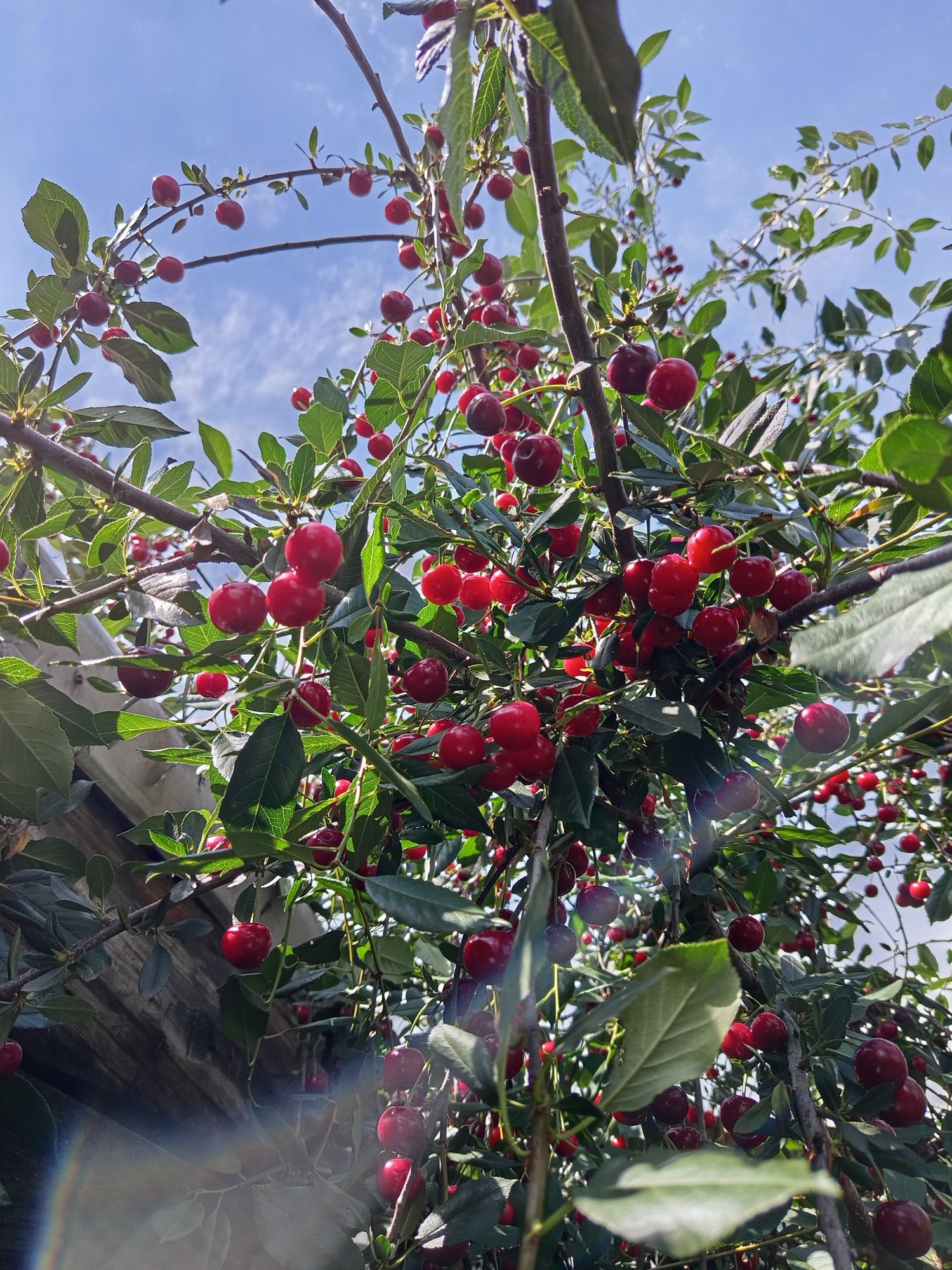 Продам вишню крупная ,цена-1 л. 700тг нахожусь г. Кустанай..