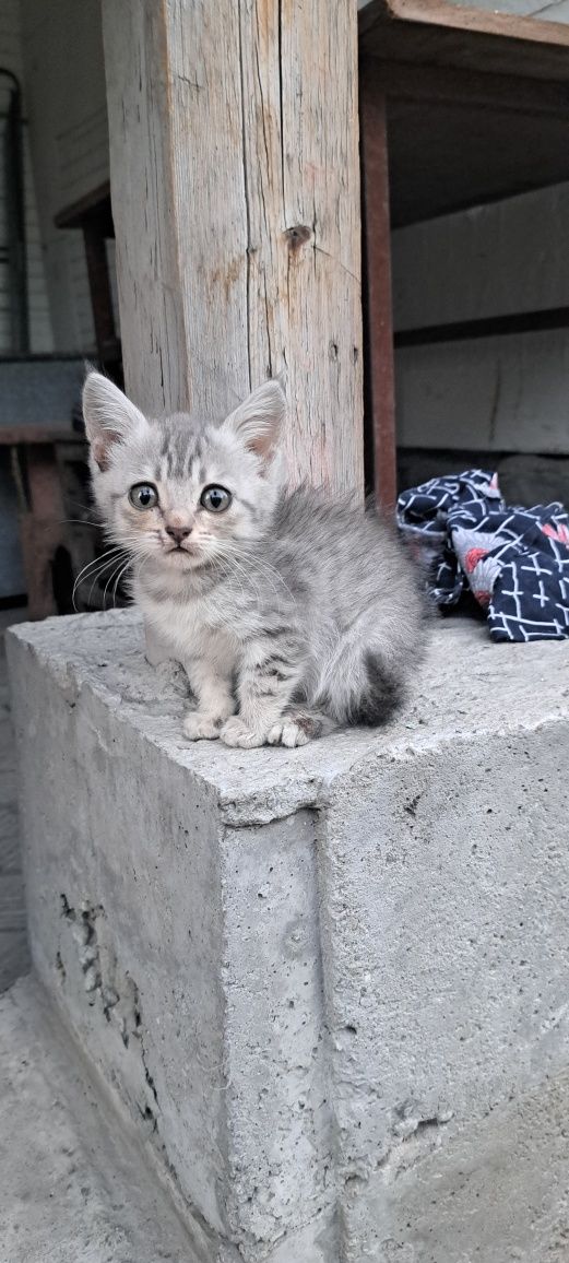 Отдам Котят в хорошие и любящие РУКИ