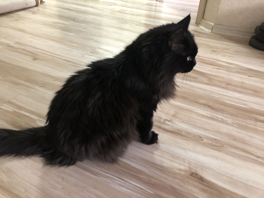 Отдам бесплатно офигенного кота
