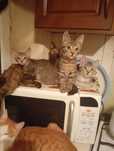 Котята ищут дом и любящих хозяев.