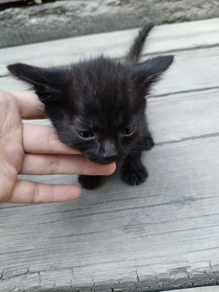 Отдам котят в хорошие руки