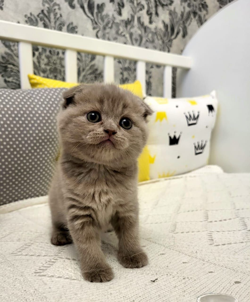 Скоттиш Фолд и Страйт.