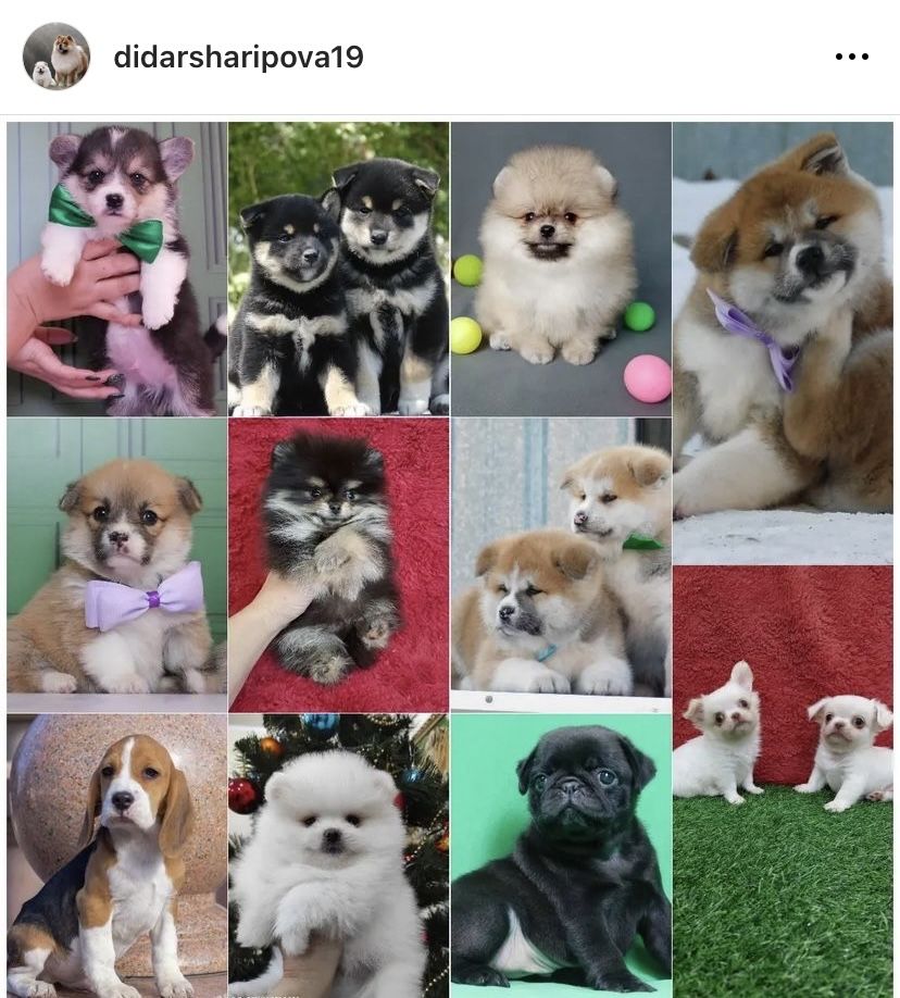 Щенки шпицев insta: didarsharipova19