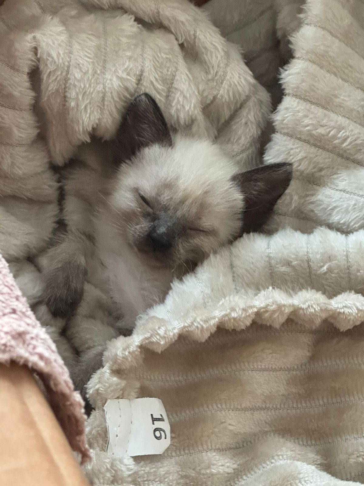 Дарю котят!      .