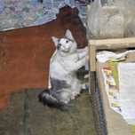 отдаём котёнка в добрые руки!!