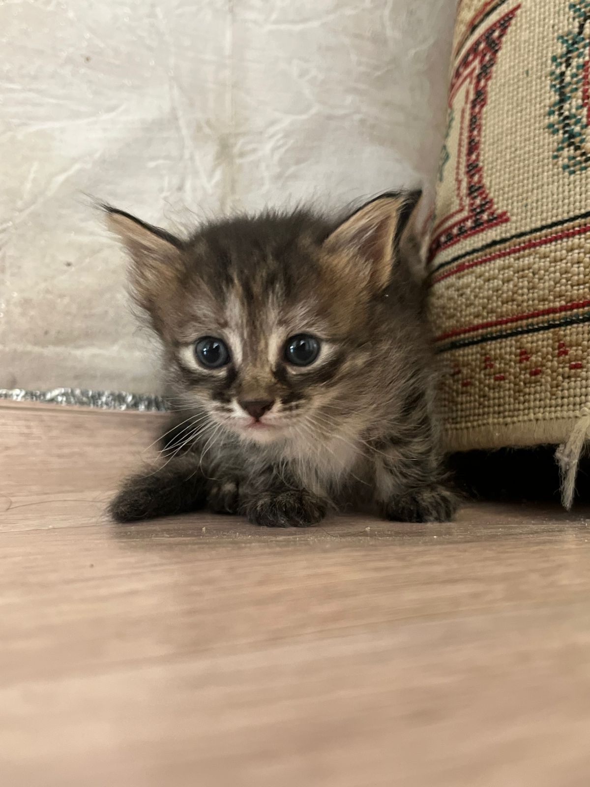 Ищут дом ласковые котята!
