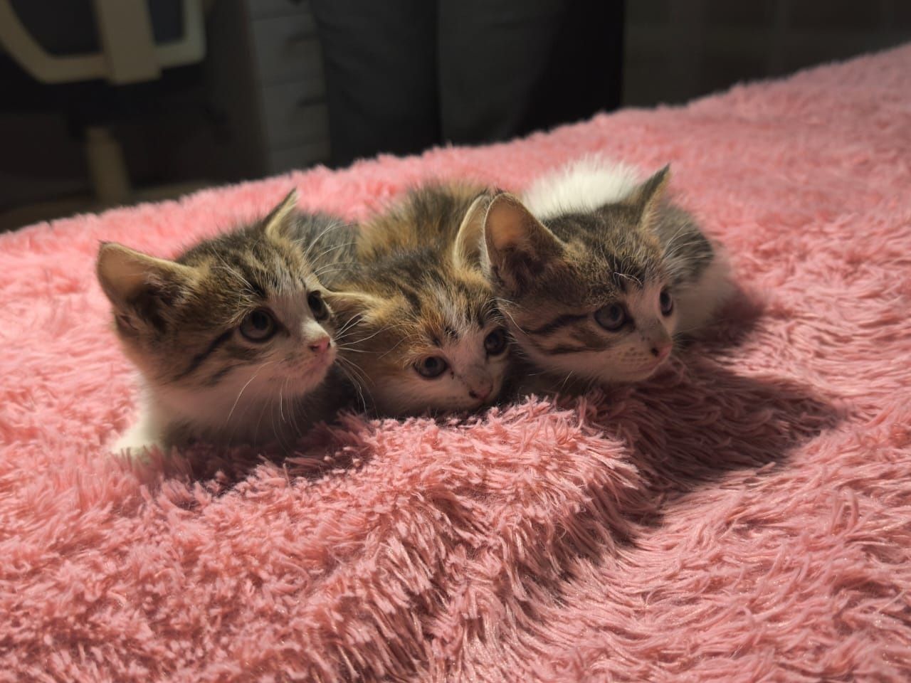 Отдам котят бесплатно