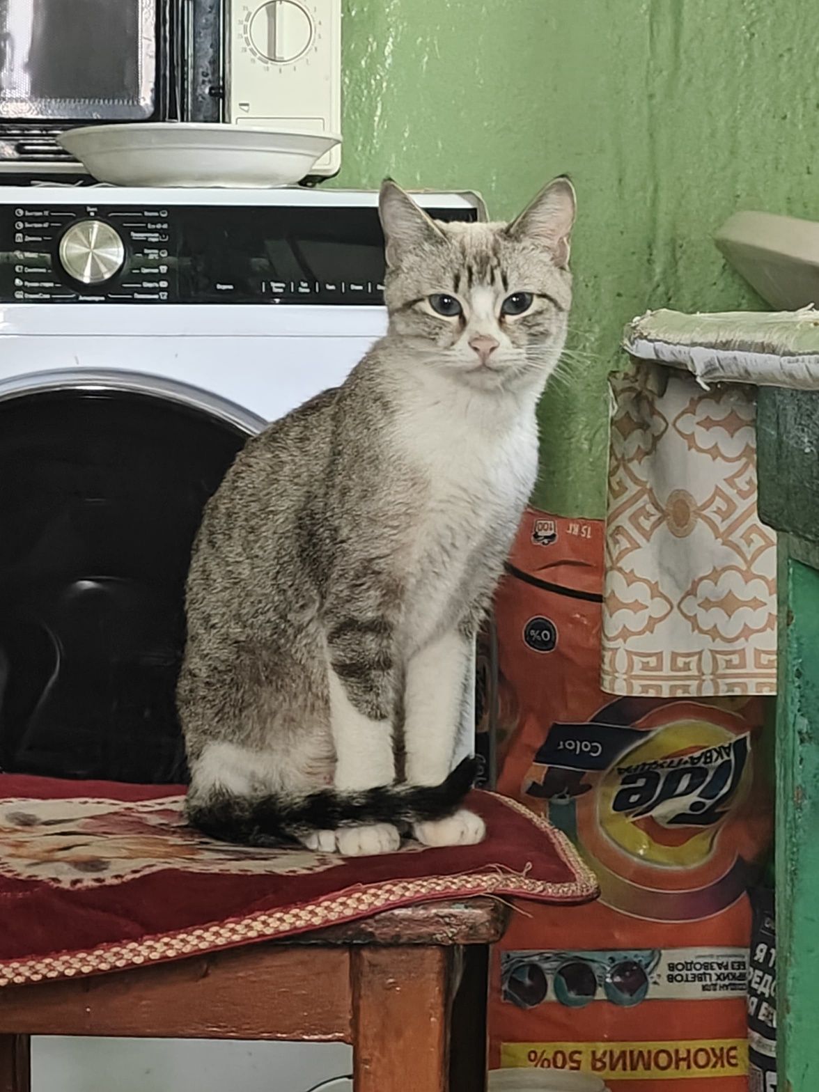 Отдается кошка в добрые руки