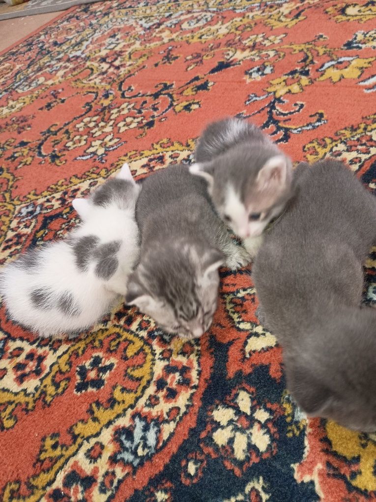 Отдам,котят в добрые руки)))