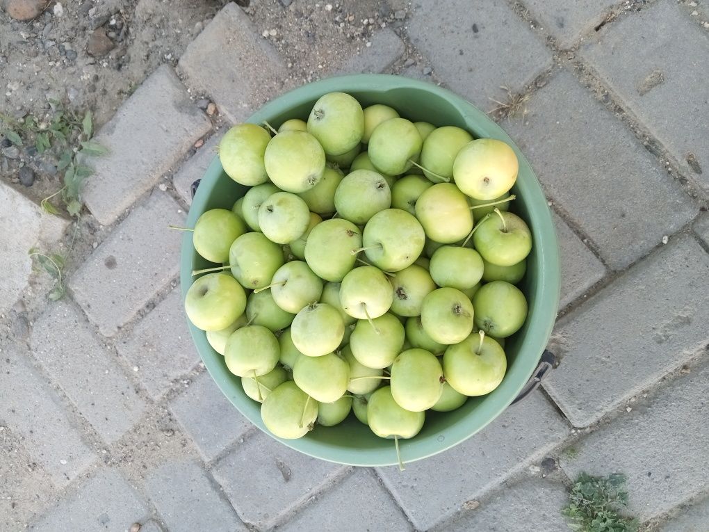 ЯБЛОКИ полусладкий