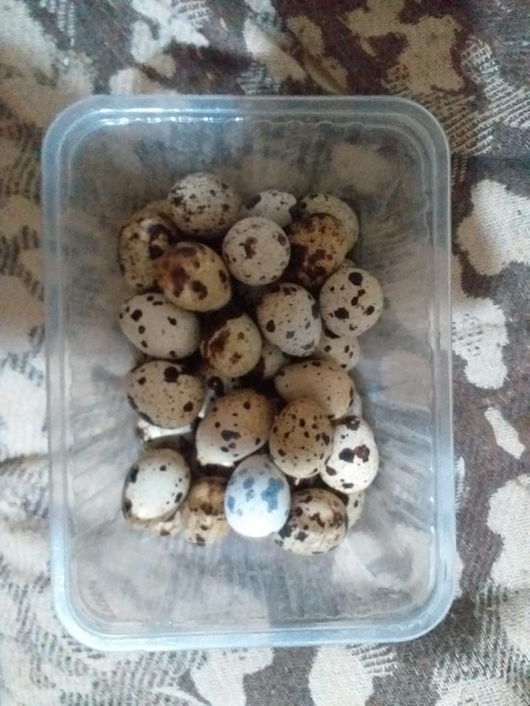 Яйцо перепелиное