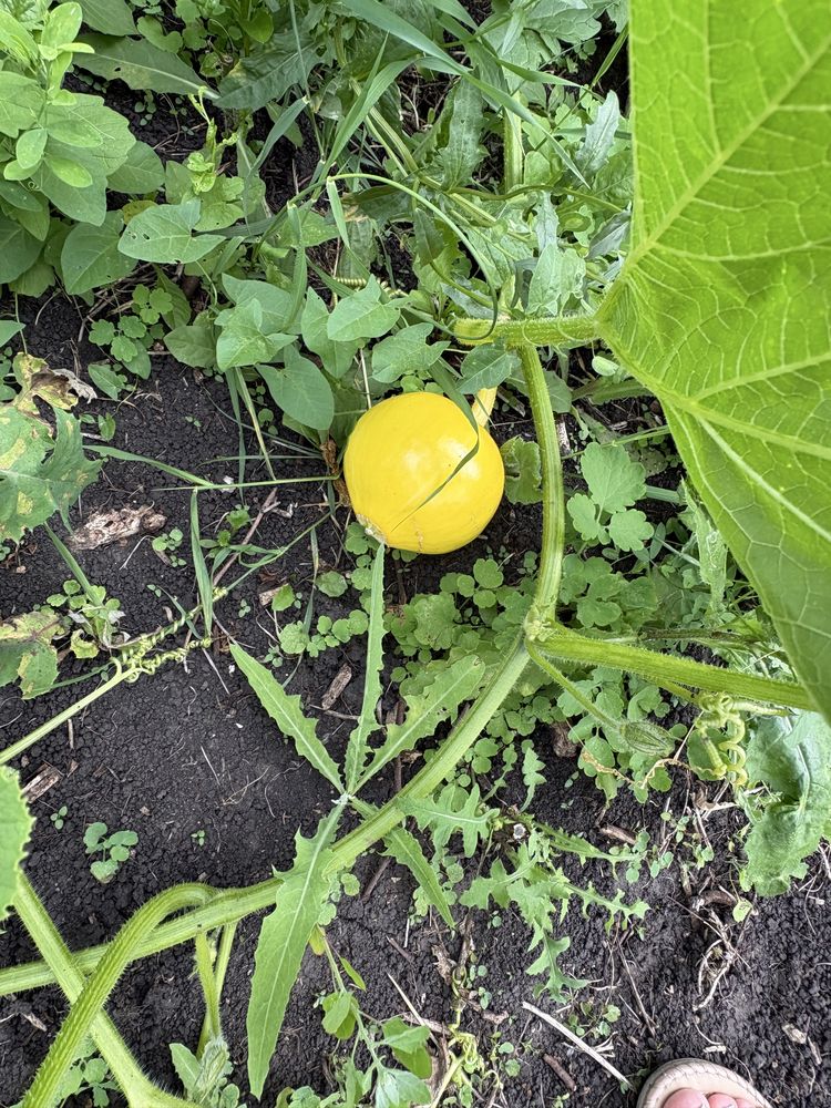 Срочно продам дачу