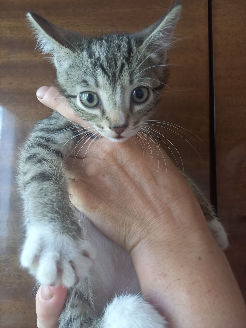 СРОЧНО Котята в добрые руки