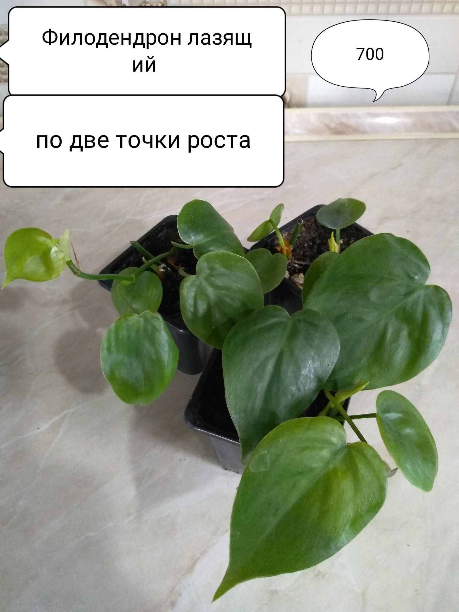 Продам Сциндапсус, Эпипремнум
