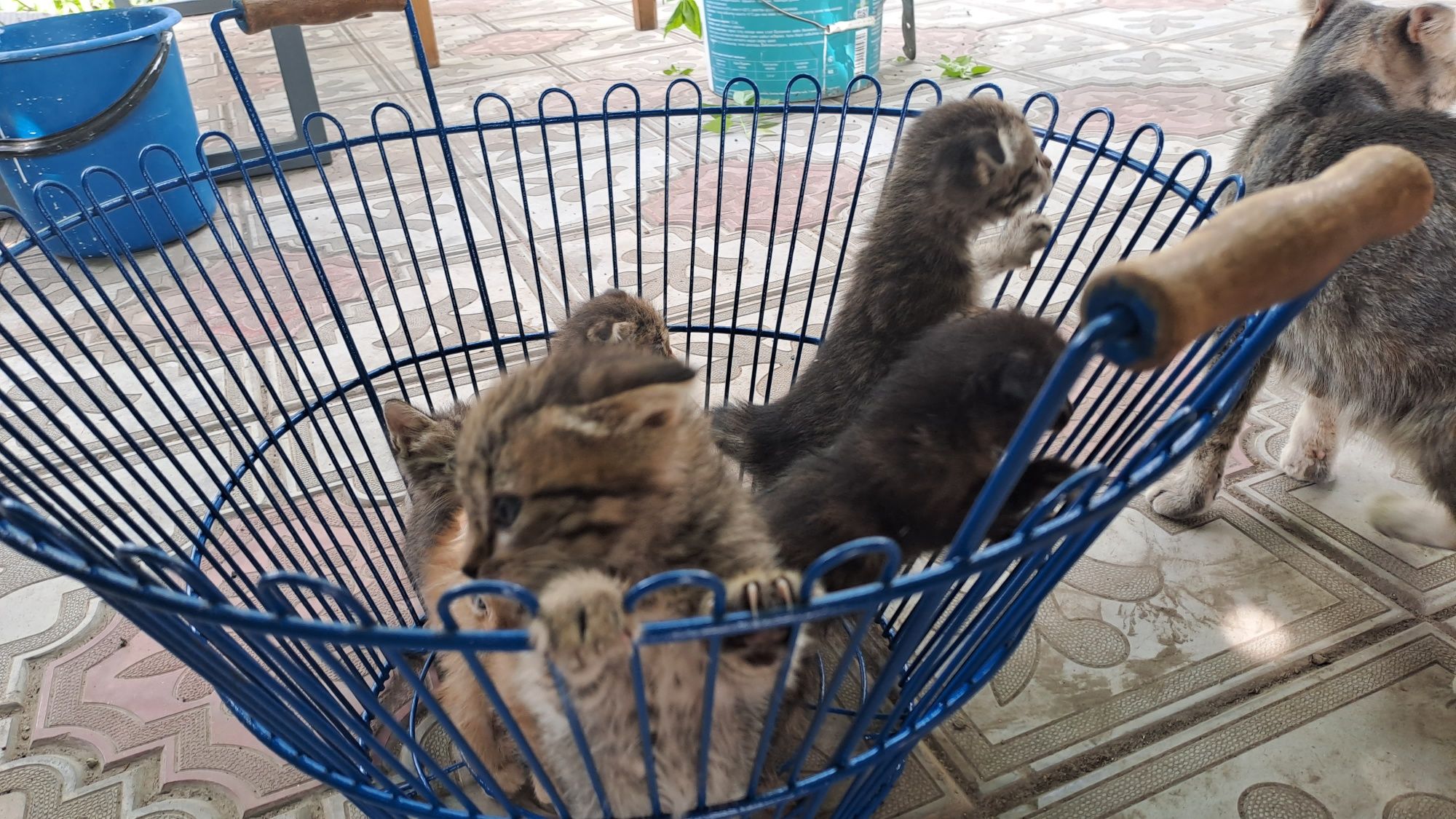 Продам вислоухих котят