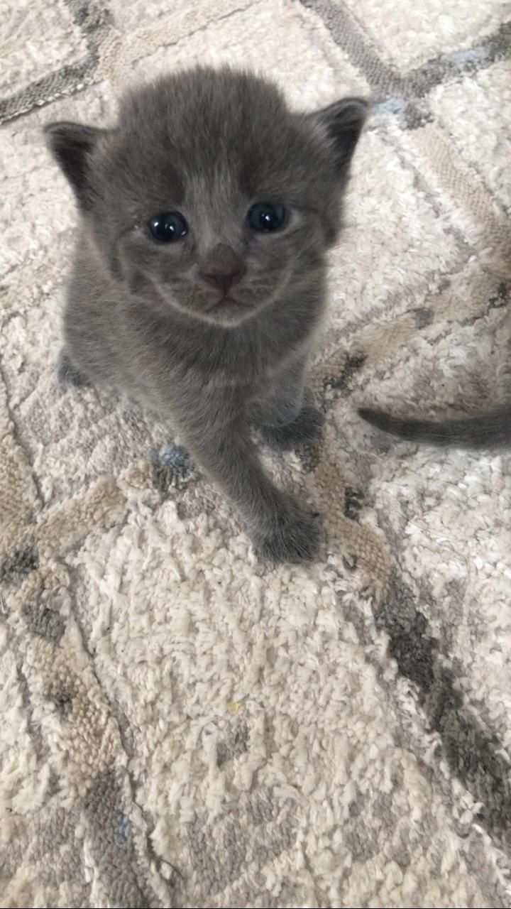 Британский котёнок