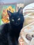 Котик в любящие и добрые руки