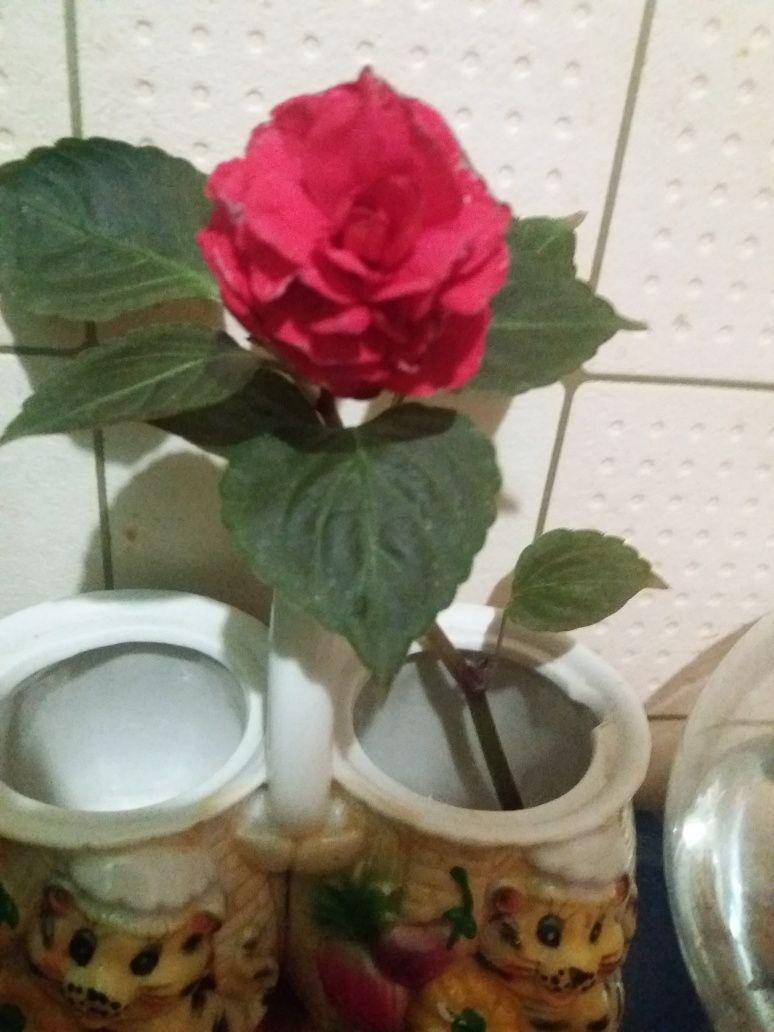 Цветы комнатные хорошие