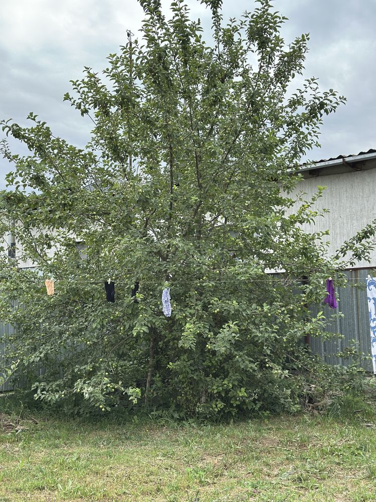 Продам дом из красного кирпича в пос. Долан
