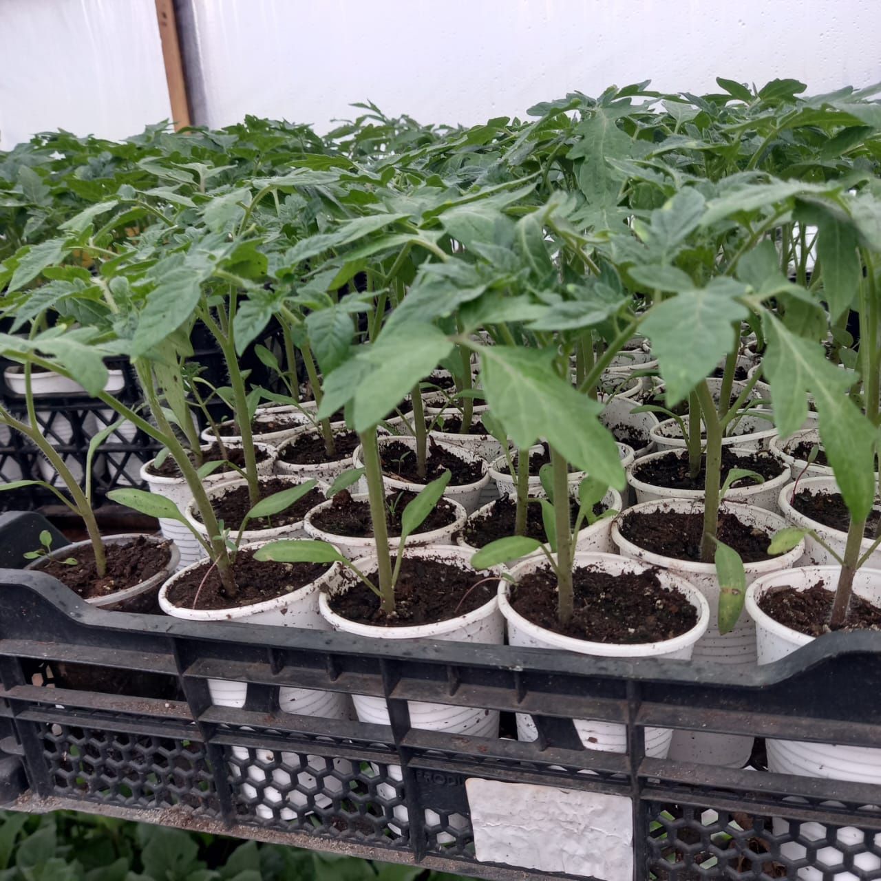 Продам рассаду ,цветочная и овощная