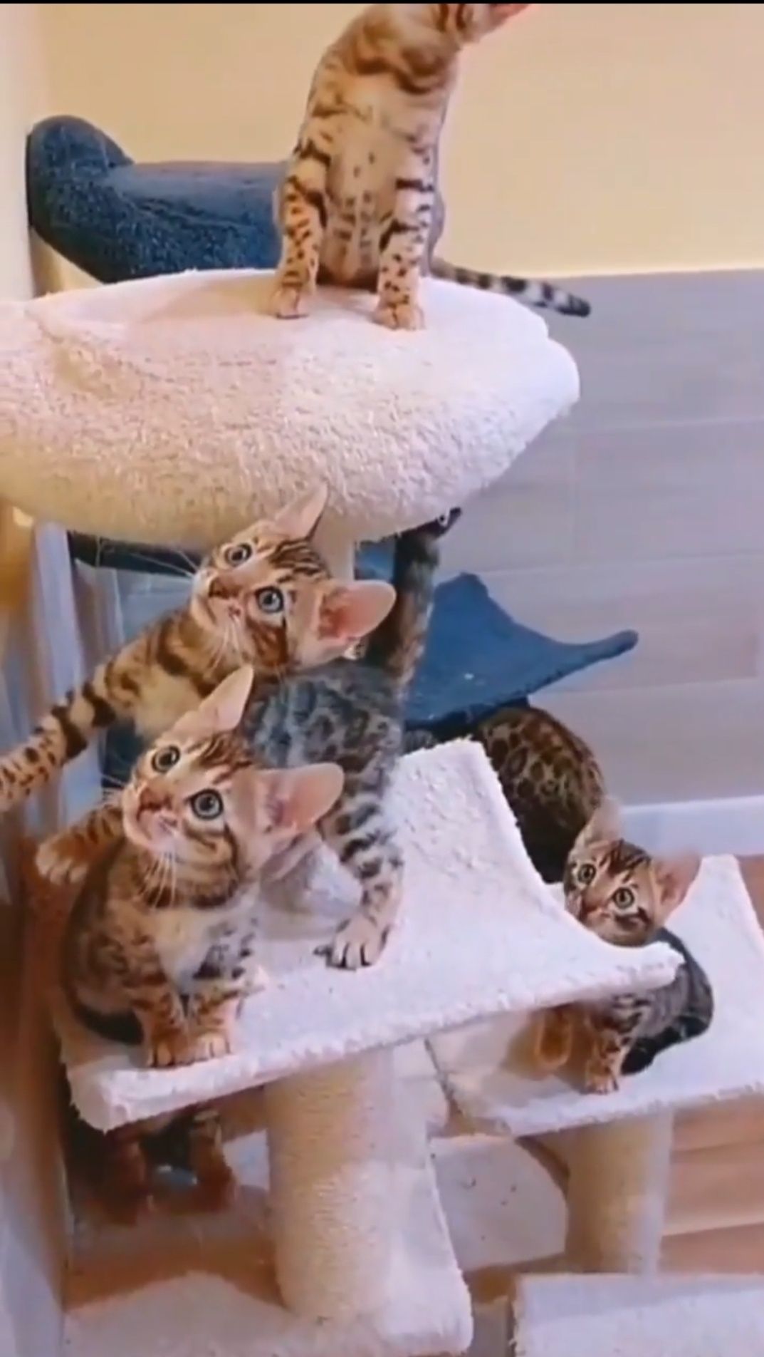Бенгальские котята