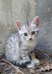 Котенок 2 месяца мальчик
